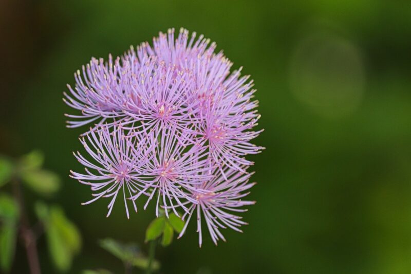 meadow rue, thalictrum, blossom, bloom, flower, petals, nature, bloom, close up, flora