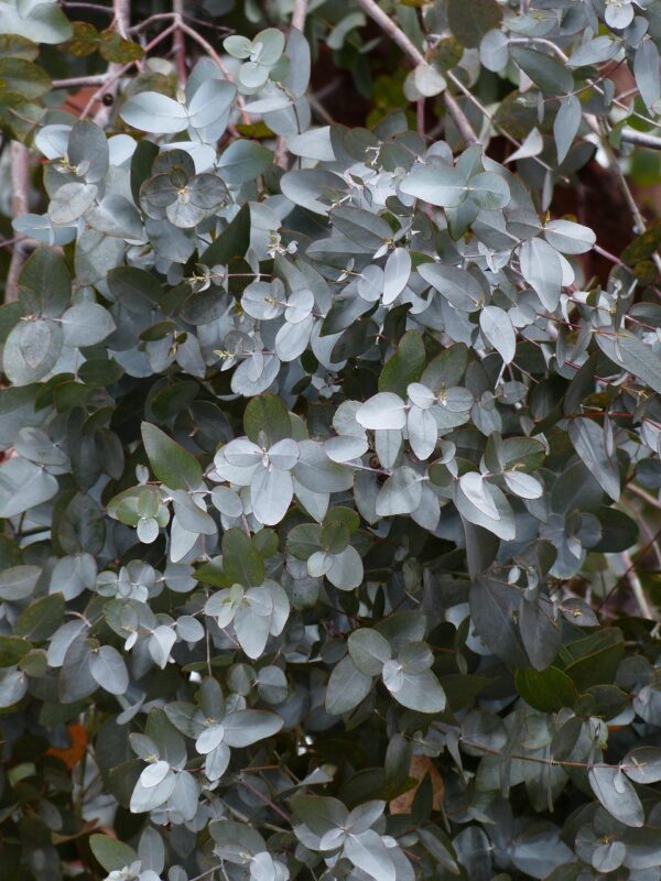 leaves, eucalyptus, eucalyptus tree, mustgum-eucalyptus, eucalyptus gunnii, myrtle plant, nature, myrtaceae, oval, silvery, silver, whitish, eucalyptus, eucalyptus, eucalyptus, eucalyptus, eucalyptus, eucalyptus tree