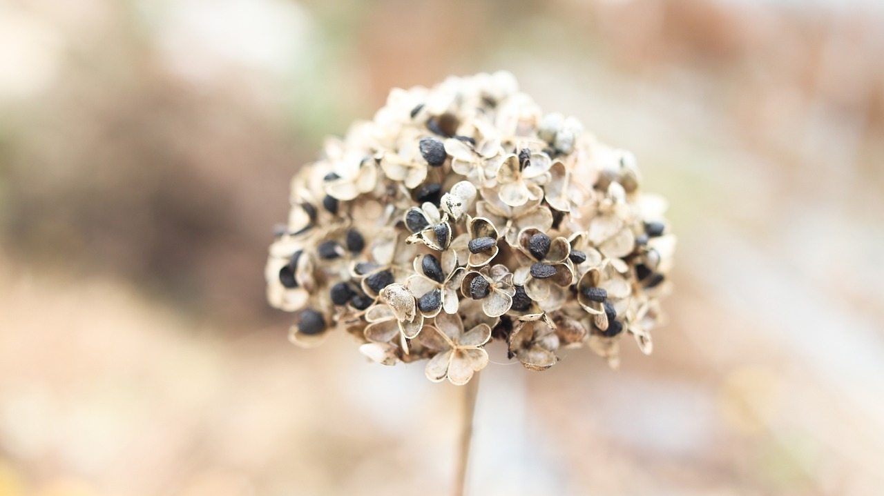 Onion Seed Flower