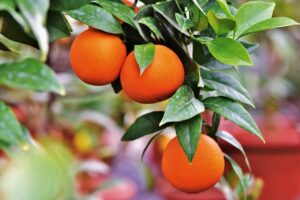 Potting Mix for Citrus Trees