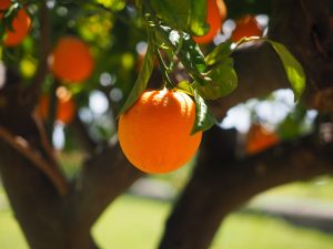 Harvesting Oranges