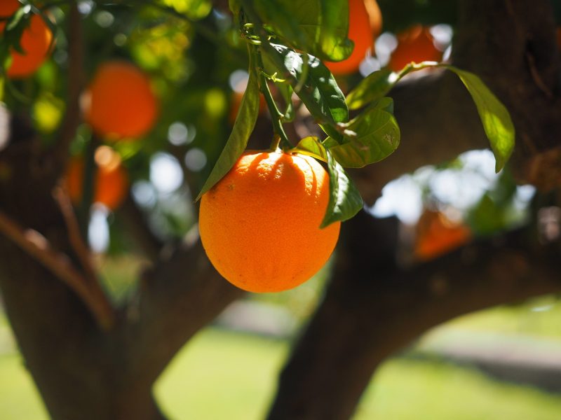 Orange on Tree orange, fruit, tree