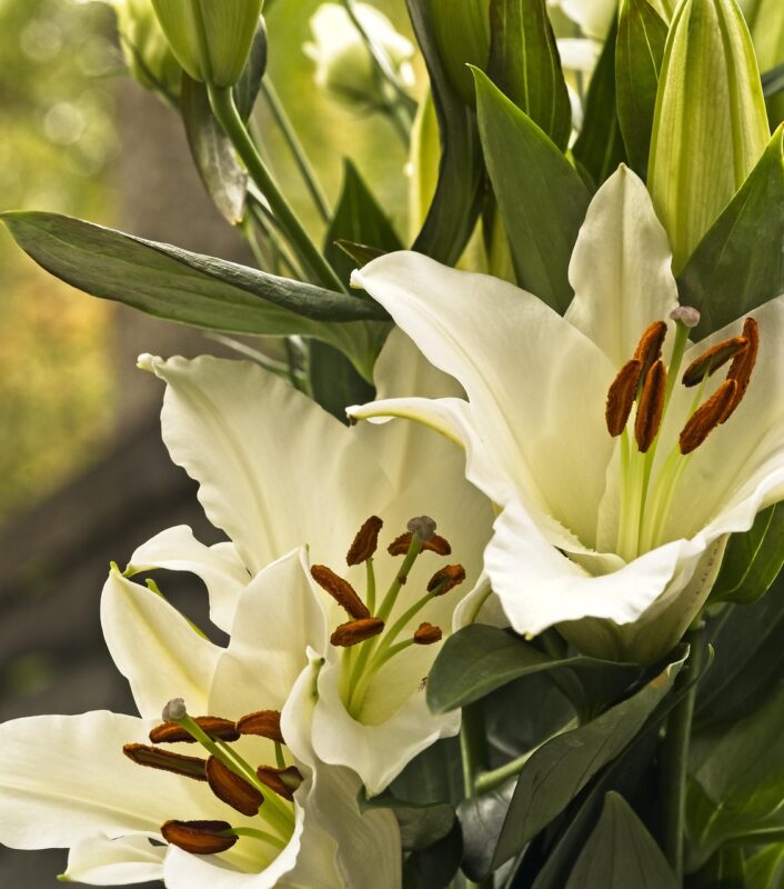 flowers, nature, lilies, oriental lily, flower wallpaper, flower background, asiatic lily, white, bloom, beautiful flowers, blossom