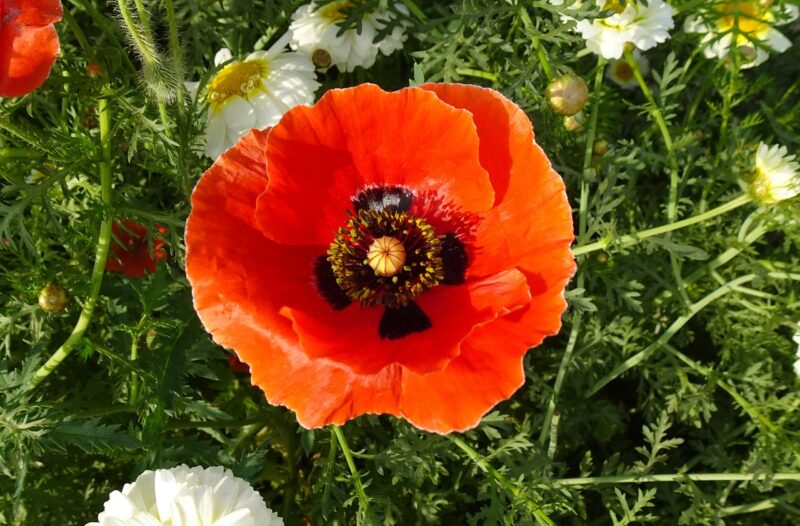 poppy, flower, papaver orientale