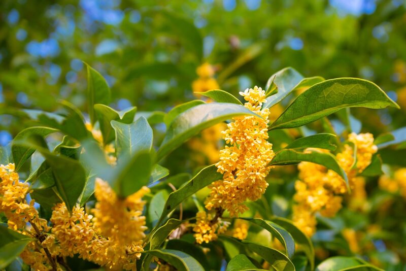 devilwood, flowers, yellow flowers, leaves, bloom, blossom, petals, osmanthus, plant, nature, osmanthus, osmanthus, osmanthus, osmanthus, osmanthus