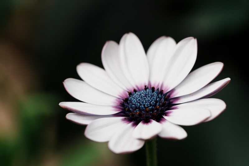 flower, nature, daisy, flower background, osteospermum ecklonis, flower wallpaper, beautiful flowers, blooming