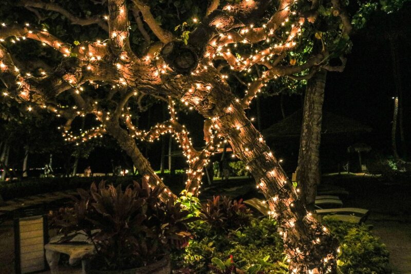 lights, tree, christmas lights, nature, green, season, holiday, bright, decoration, natural, lights background, outdoor lighting, red, outdoor, christmas lights, christmas lights, christmas lights, christmas lights, christmas lights, outdoor lighting