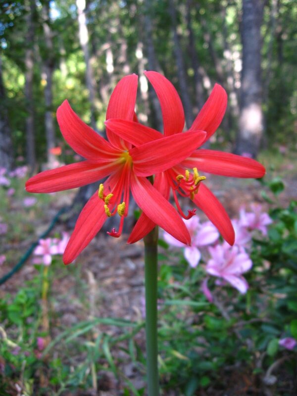 red añañuca, rhodophiala phycelloides, mountain flower