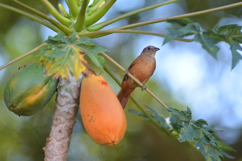 bird, nature, papaya