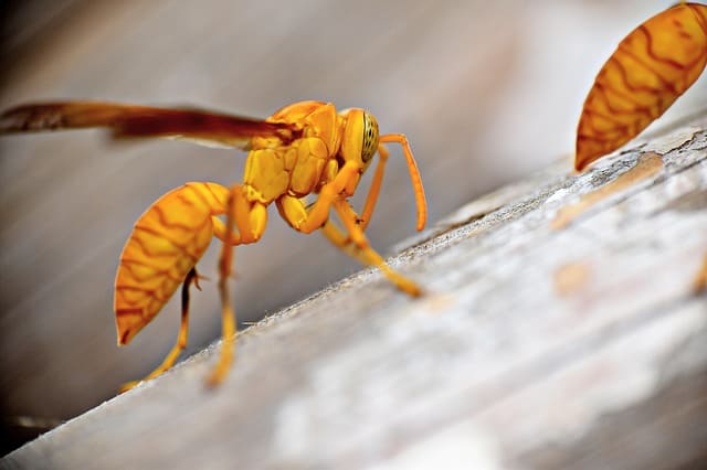 Paper Wasp on Wood