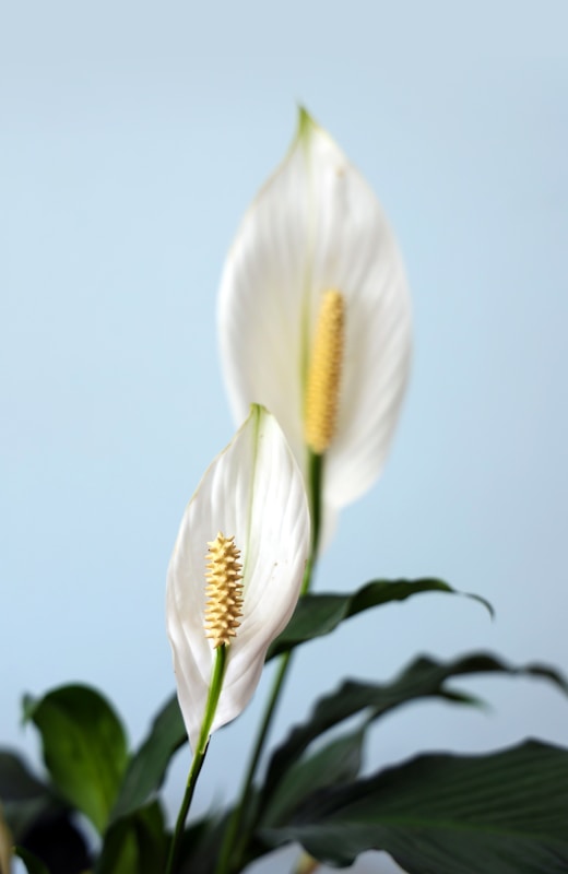 Peace Lily white and yellow flower in close up photography