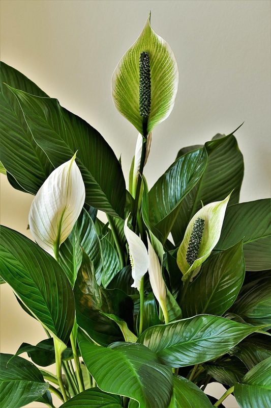 peace lilies, ornamental plants, cusps