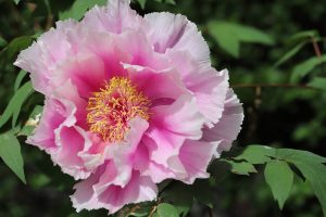 Propagating Peonies