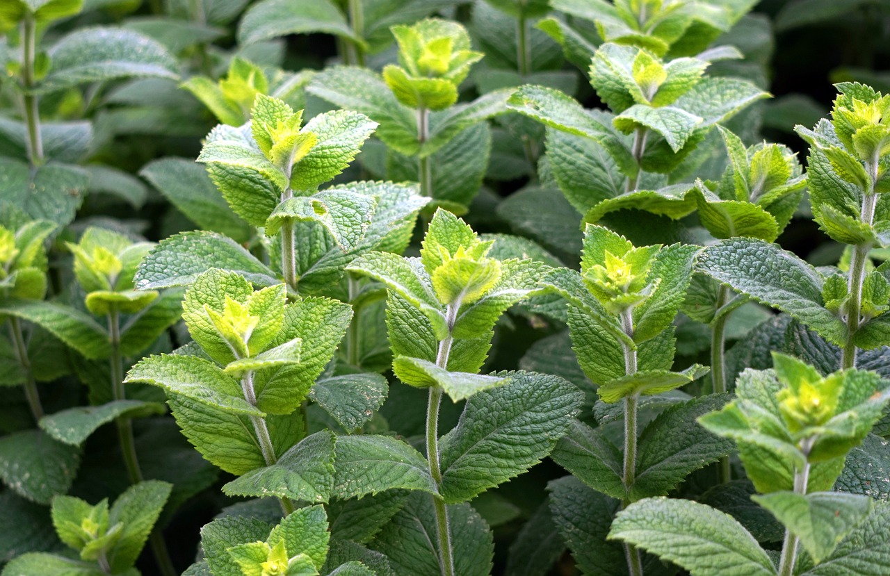 peppermint, green, leaves