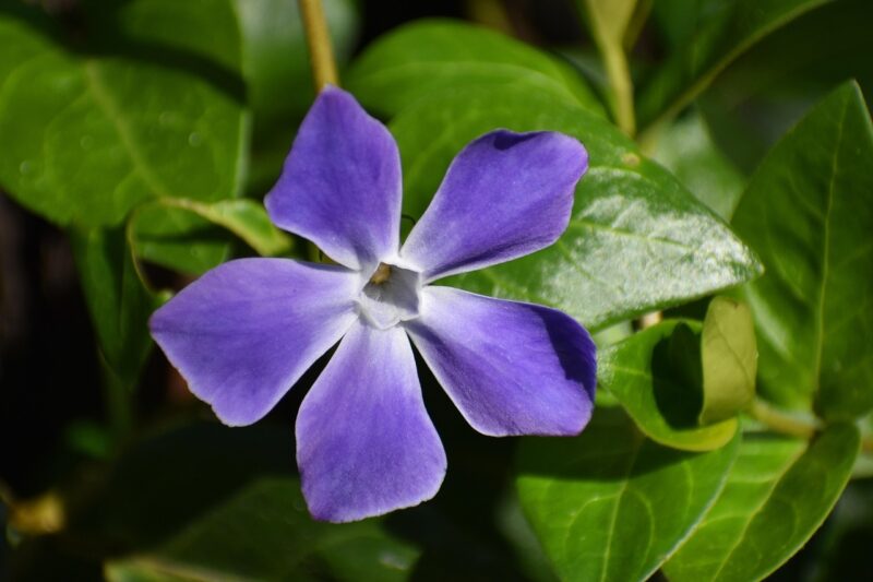 flower, vinca major, flower background, plant, blossom, periwinkle, botany, bloom, flower wallpaper, nature, macro, periwinkle, periwinkle, beautiful flowers, periwinkle, periwinkle, periwinkle