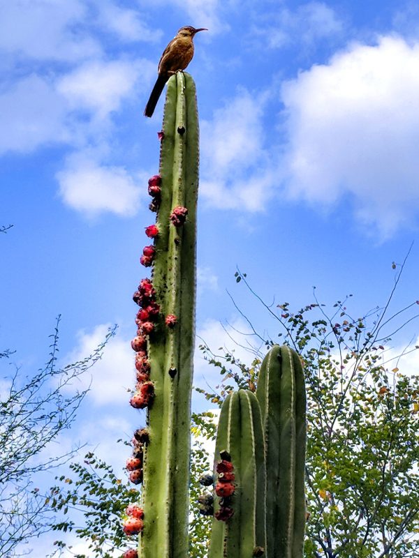 cereus peruvianus, cactus fruit, curved bill thatcher