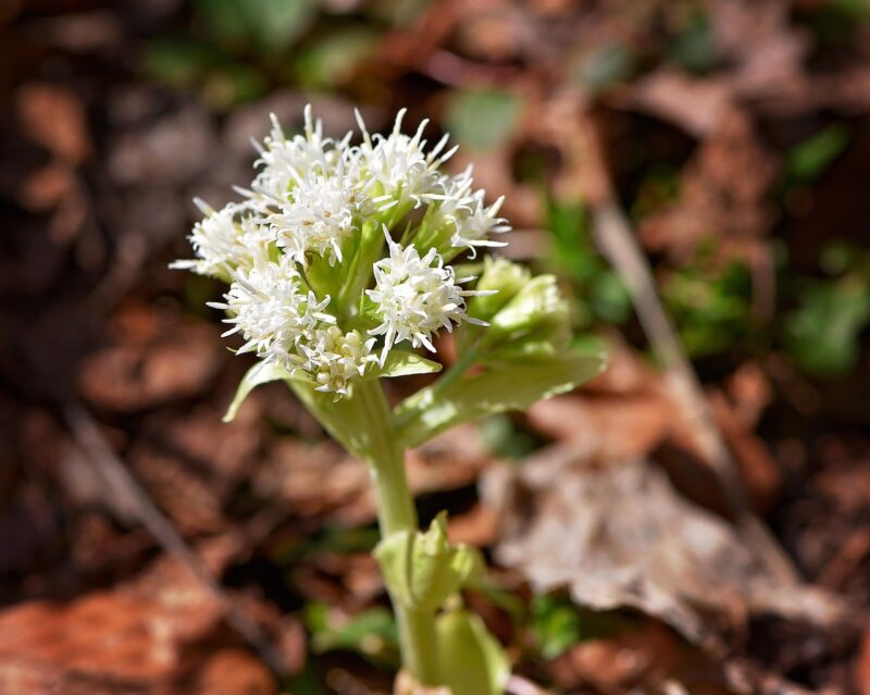 white pestroot, plant, medicinal plant, forest plant, petasites albus, composites, forest, nature, wild plant, close up, blossoms