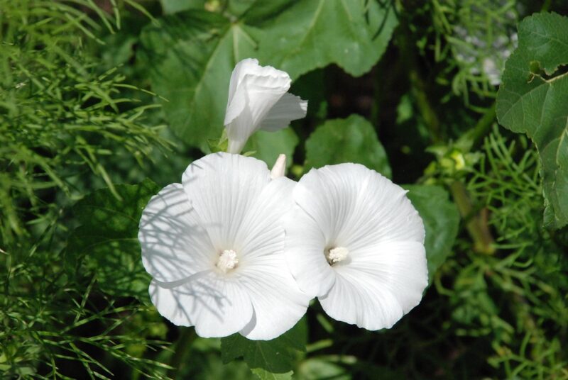 petunia, white, blossom, bloom, garden petunia, ornamental plant, lovely, nature, blooming