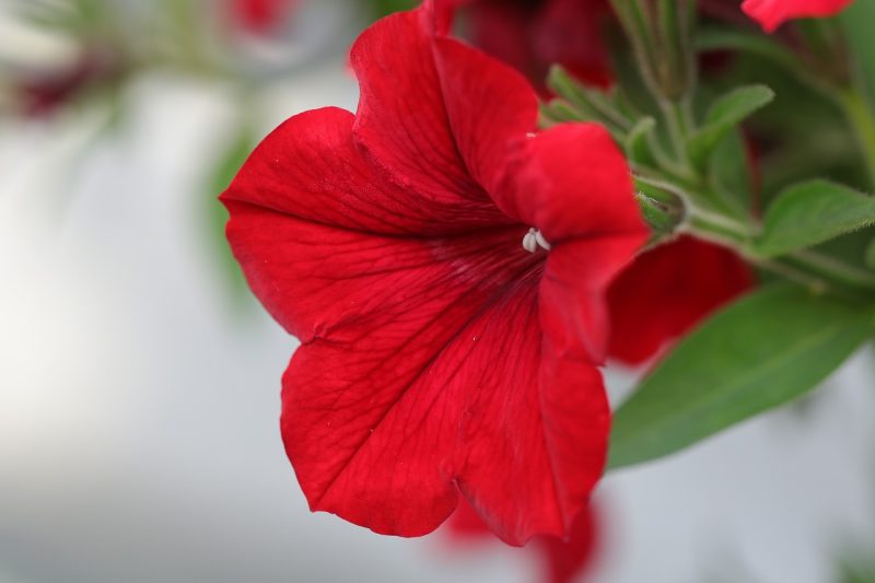 petunia, flower, flowers