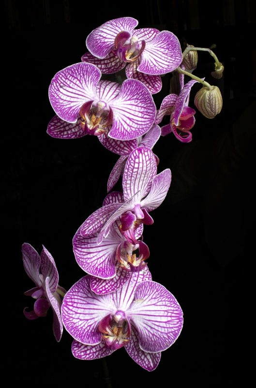 flower, orchid, phalaenopsis