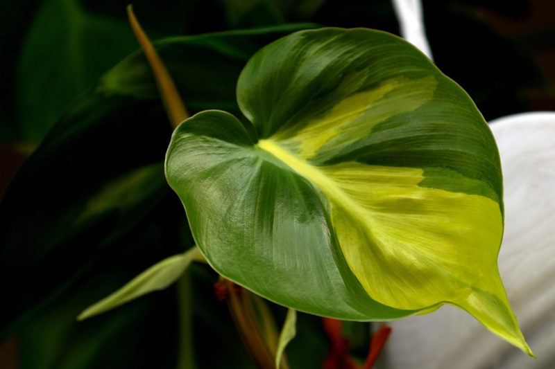 nature, leaf, philodendron brasil