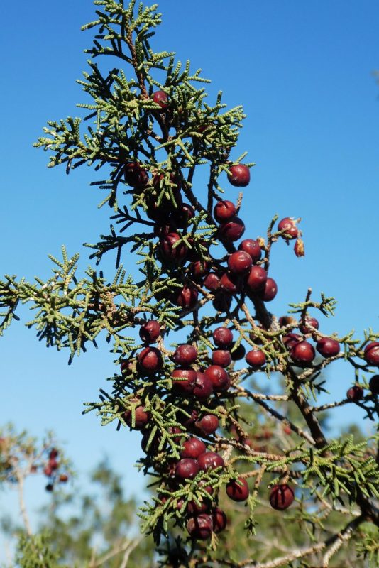 Phoenician Juniper