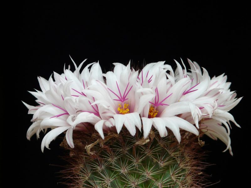 cactus, white, blossoms