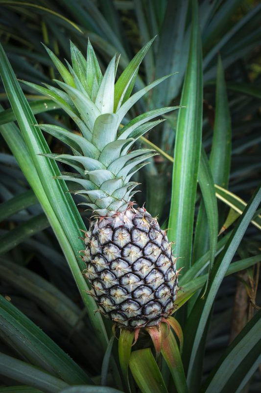 pineapple, tropical, fruit