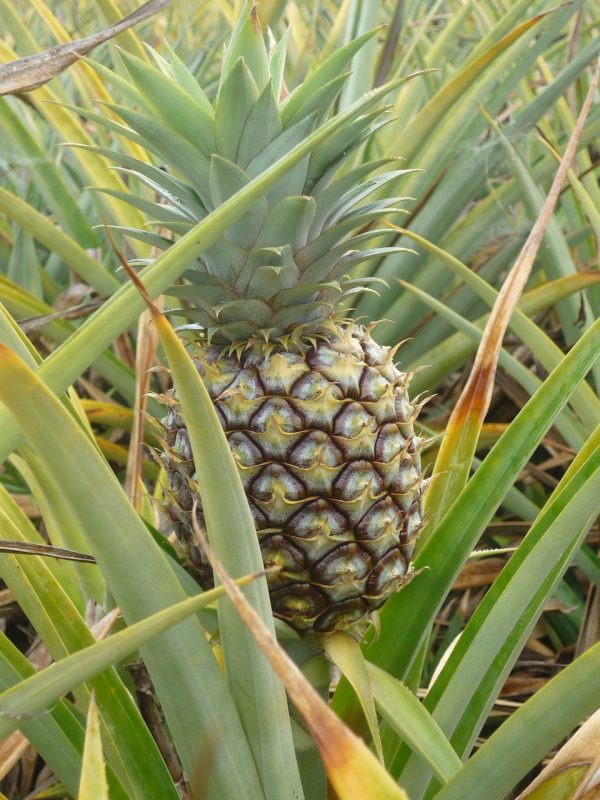 pineapple, pineapple field, pineapple farm