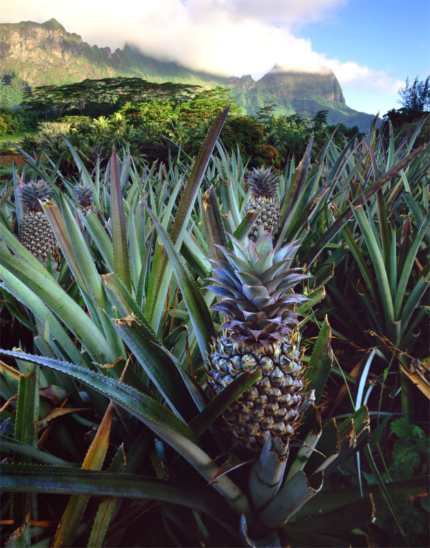 pineapple, tahiti, polynesian