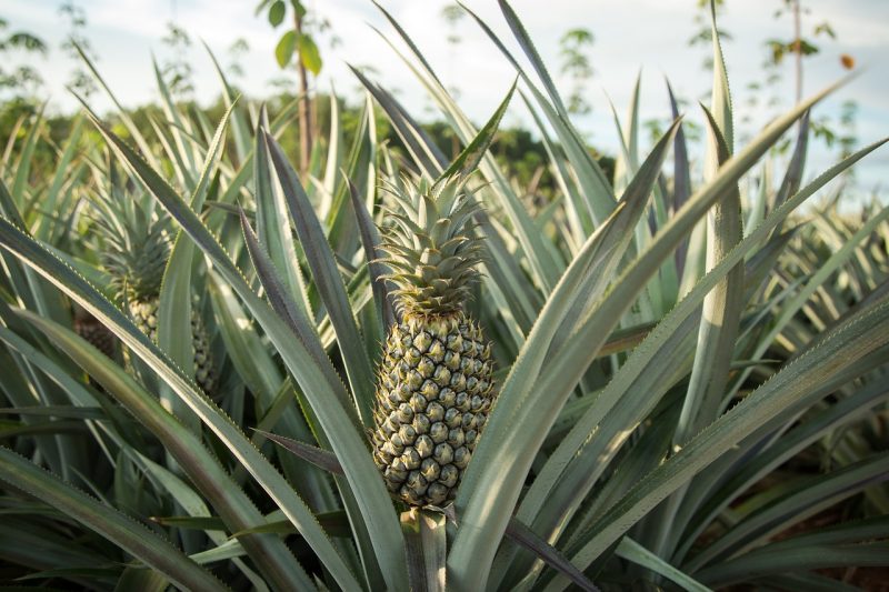 pineapple, farm, garden