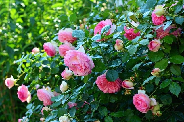 pink roses blooming