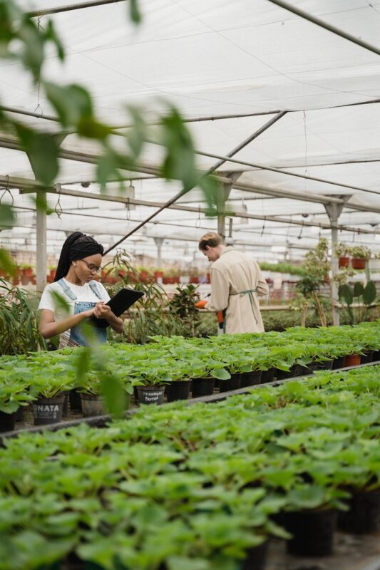plants, nursery, agriculture, pots, nature, farmer, grow, garden, plant nursery