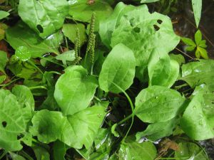 Harvesting Broadleaf Plantain (Plantago major)