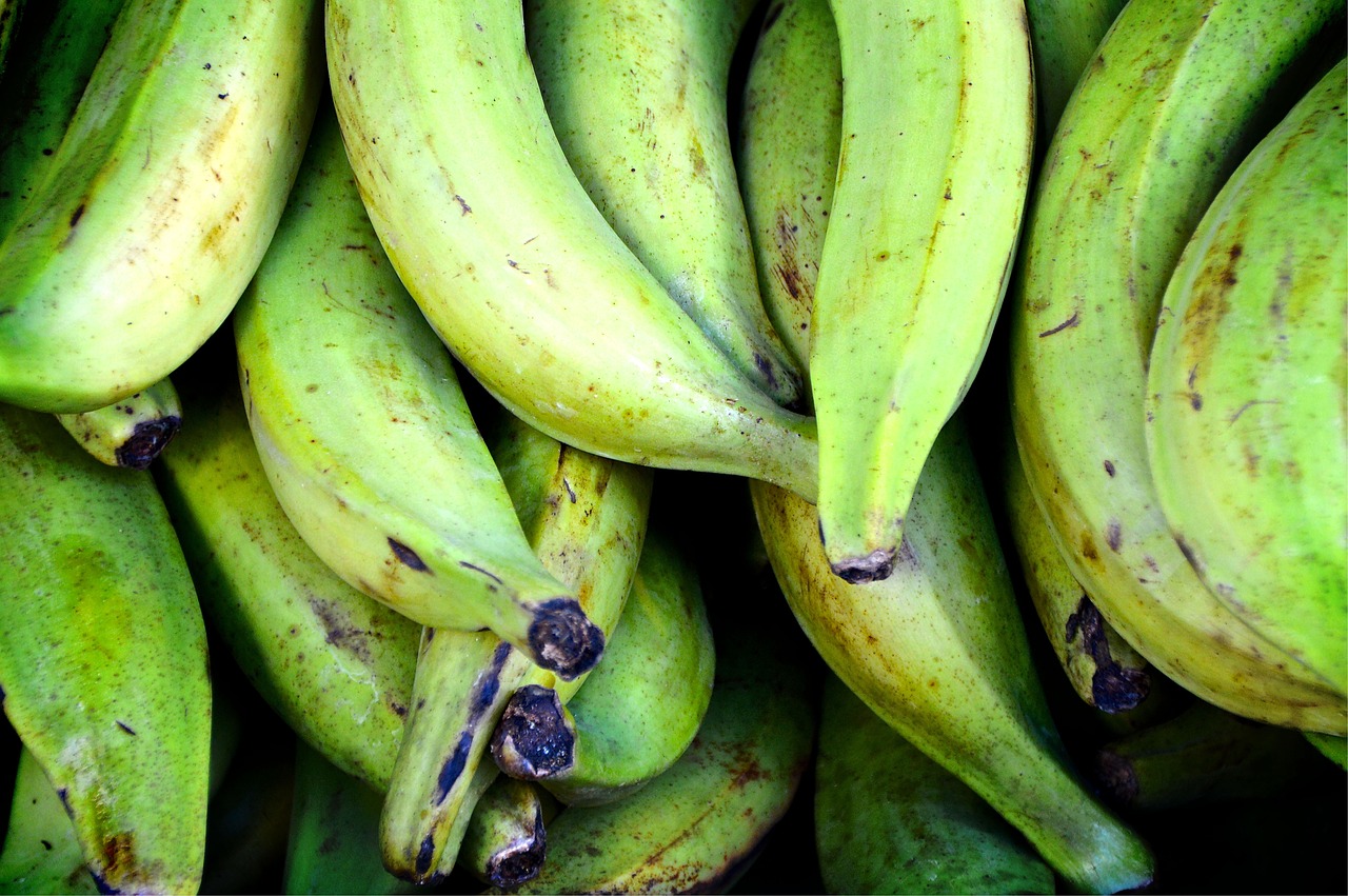 Harvesting Plantains (Musa paradisiaca)