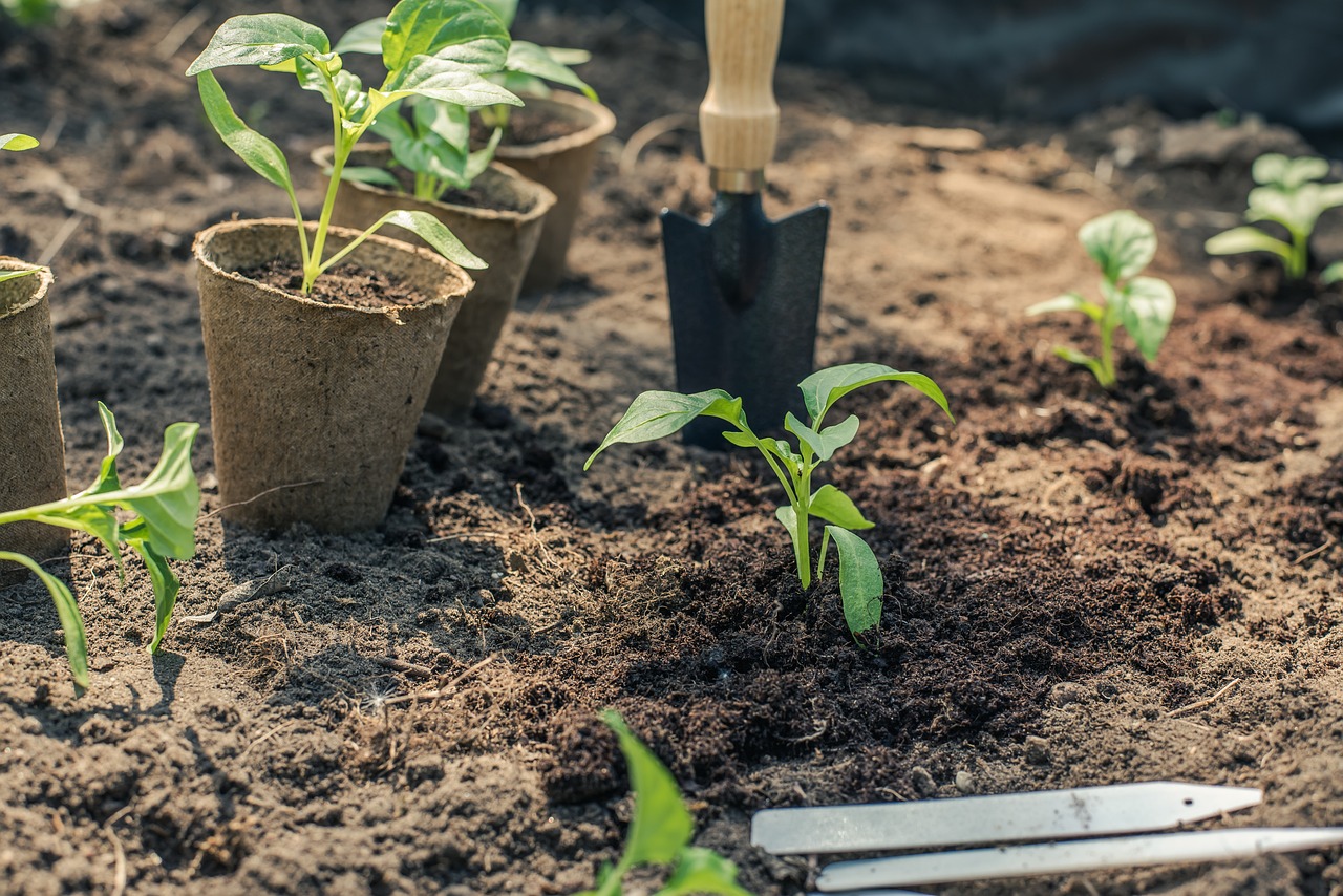 Planting Vegetables