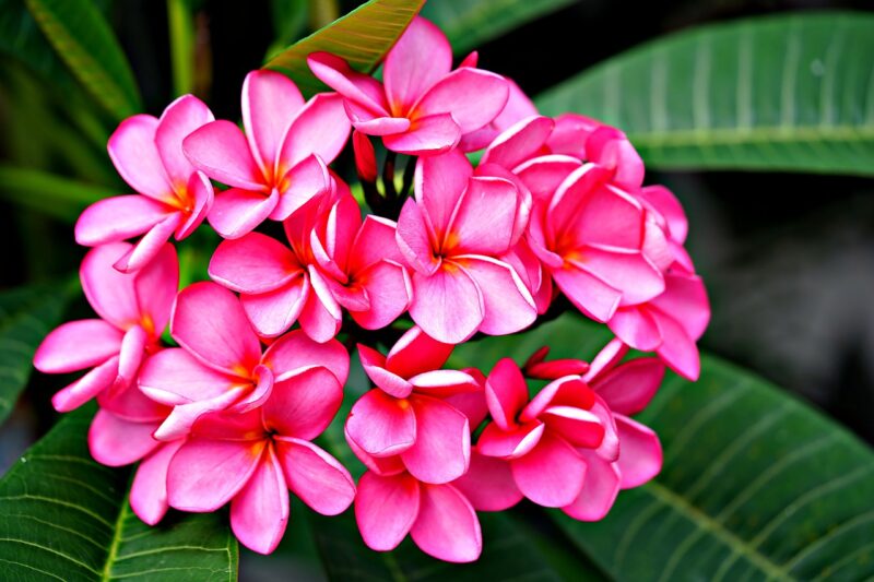 flower, plumeria, flower wallpaper