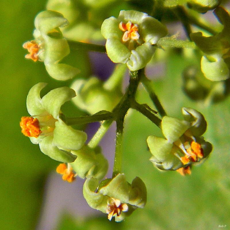 Poison Ivy (Toxicodendron radicans)