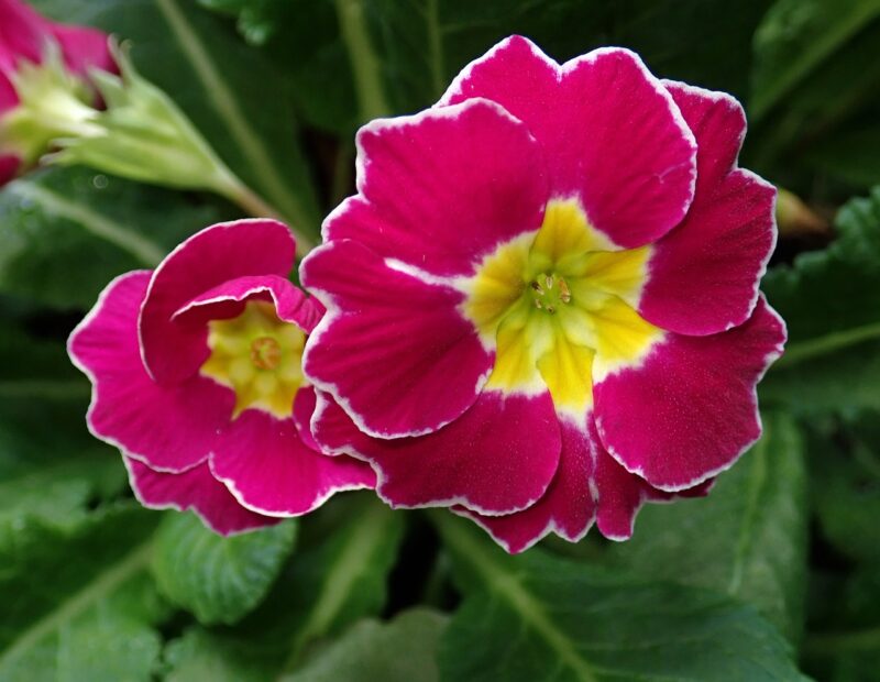 flowers, polyanthus, primrose