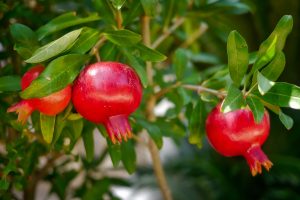 How To Grow Pomegranate