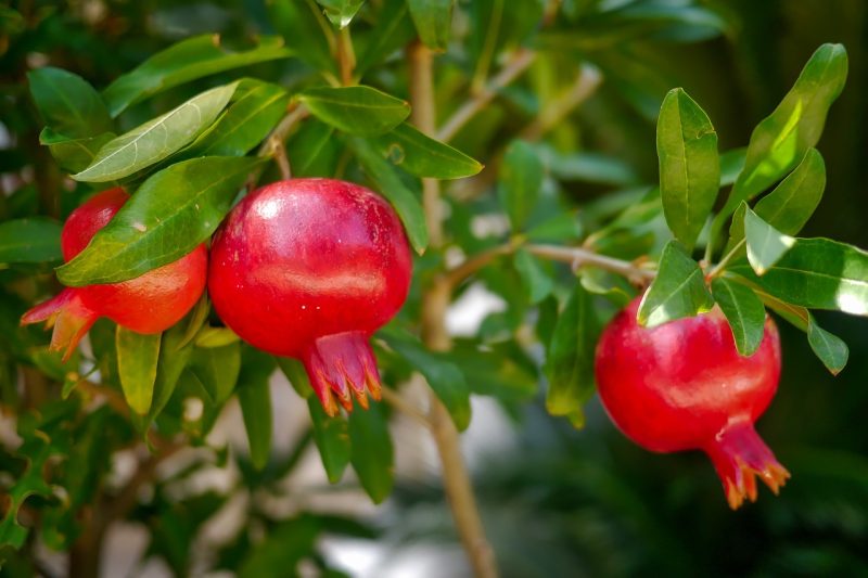 fruit, leaf, food