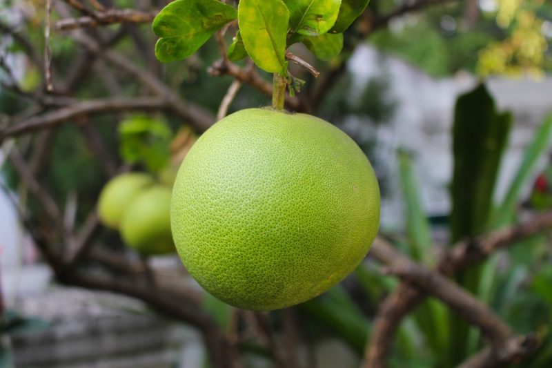 pomelo, fruit, citrus