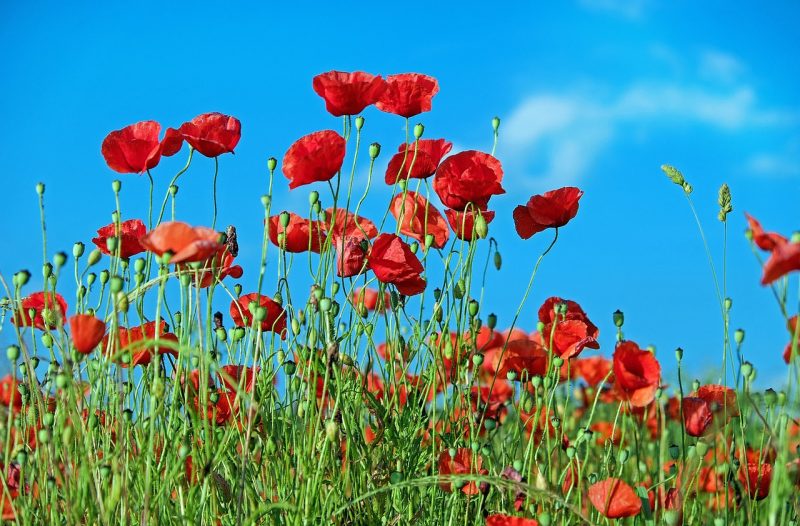 poppy, flowers, field