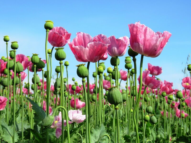 poppy, opium poppy, pink, poppy plant, poppy seed capsule, poppy flower, poppies, field, poppy field, meissner, seed pod, germerode, poppy, poppy, poppy, poppy, opium poppy, opium poppy, opium poppy, opium poppy, opium poppy, poppies, poppies