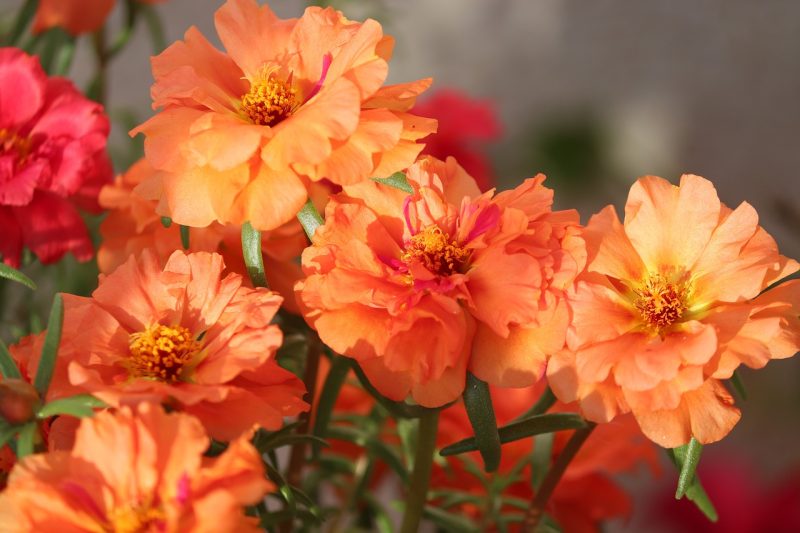 moss-rose purslane, flowers, orange flowers