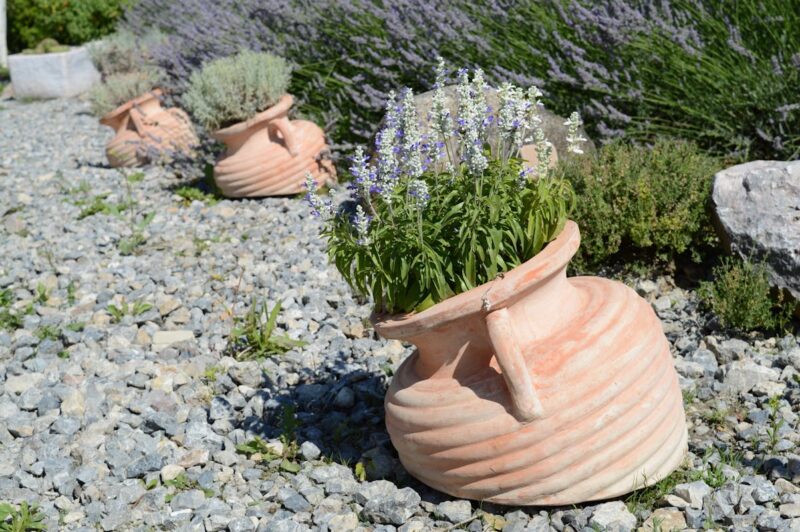 Terracotta pots filled with lavender and greenery line a gravel path in a sunlit garden.