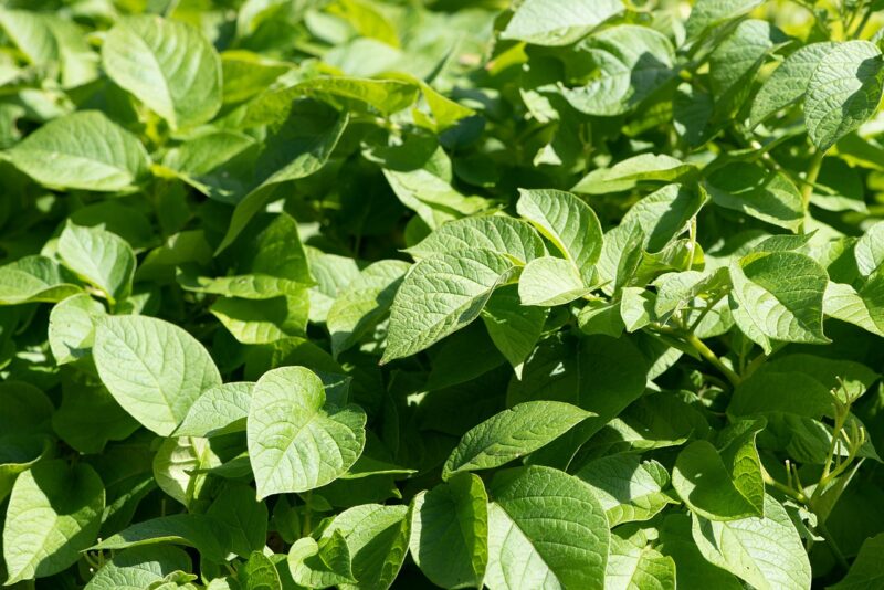 potato plant, leaves, plant, flora, foliage, greenery, vegetable garden, garden, agriculture, cultivation, nature, closeup, potato plant, potato plant, potato plant, potato plant, potato plant