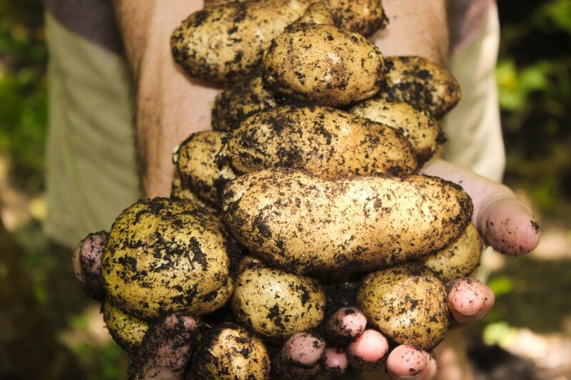 potatoes, natural, soil, gardening, farming, garden, organic, harvest, harvesting, fresh, raw, produce, root vegetables, tuber, potatoes, potatoes, potatoes, potatoes, potatoes, nature, soil, soil