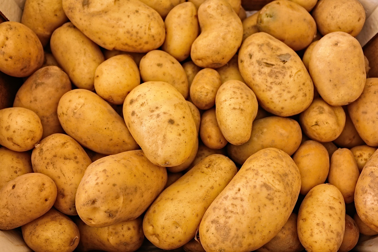 Harvesting Potatoes in Containers