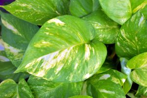 Propagating Pothos